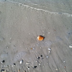 ...I found some interesting shells and such!